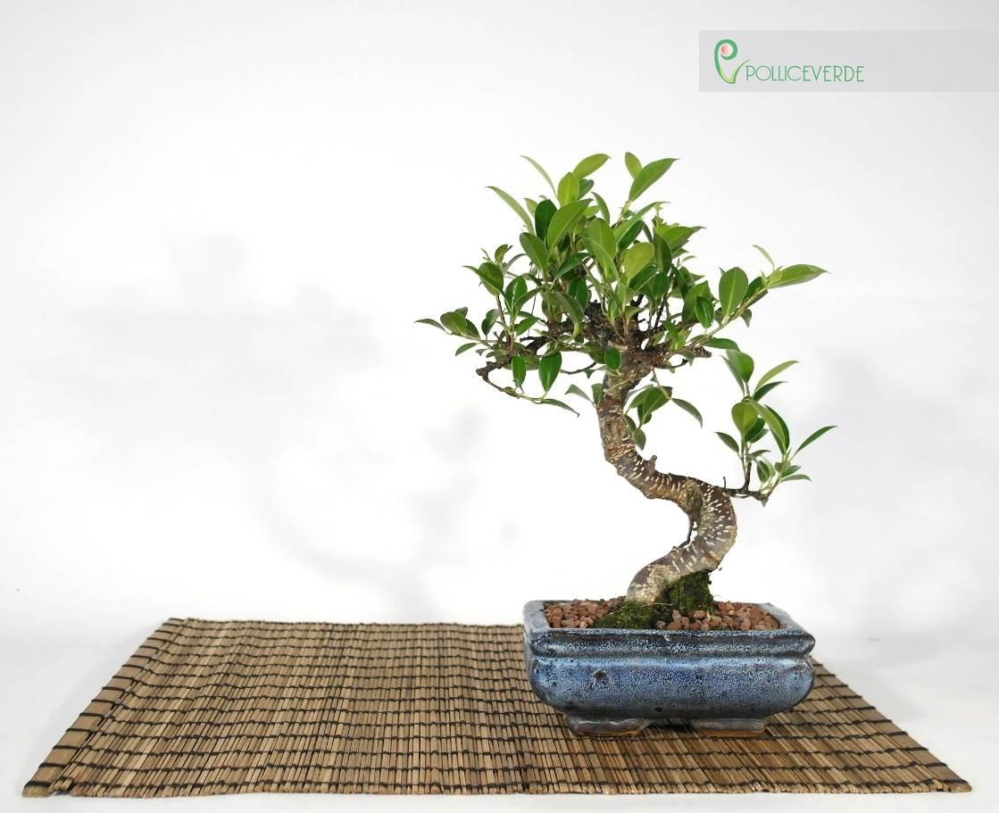 Bonsai di Ficus Retusa vaso cm. 15