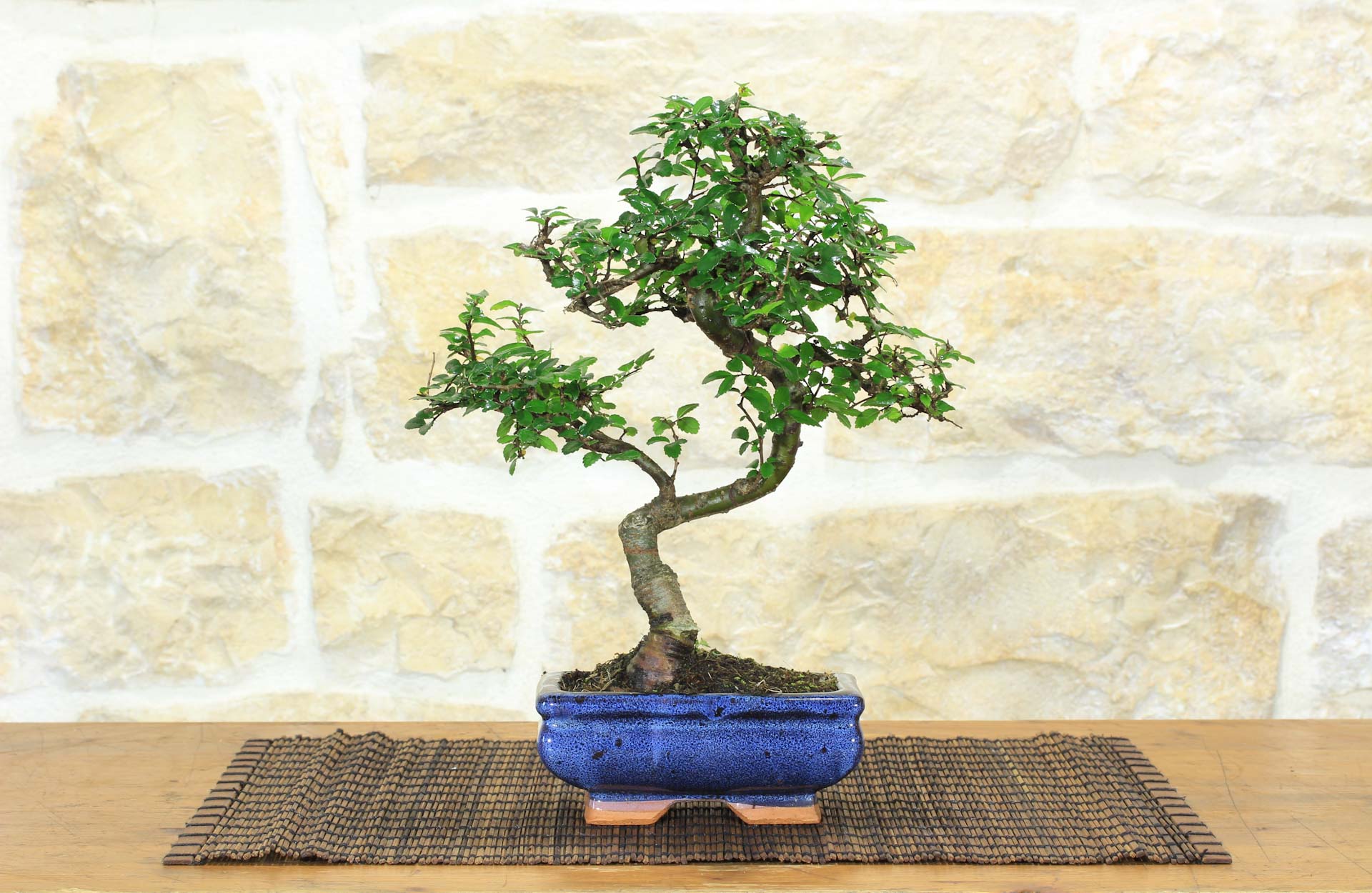 Bonsai di Olmo Cinese vaso cm. 15 | eBay.de