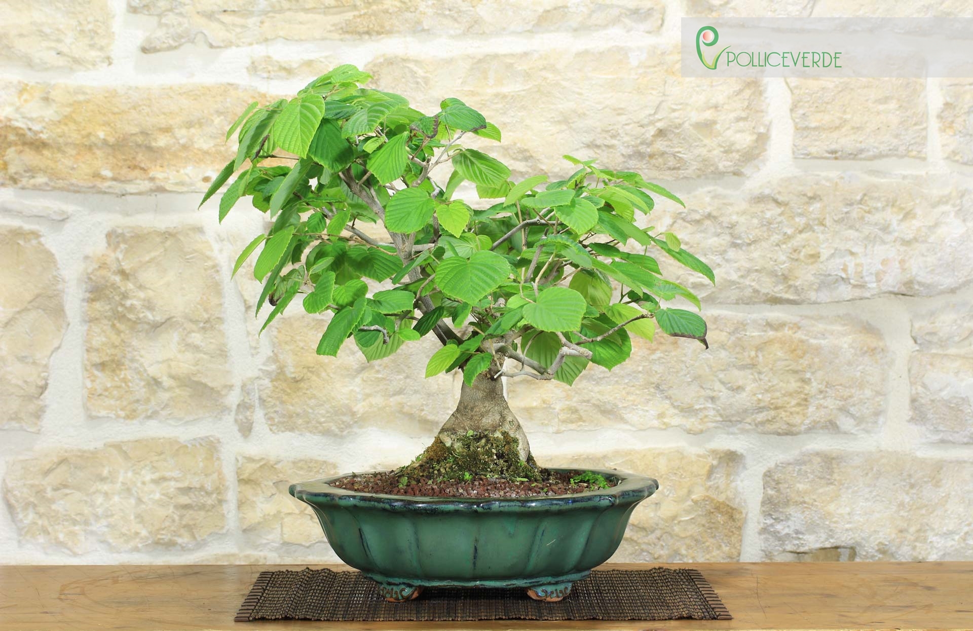 Corylopsis Spicata Bonsai - Faux Noisetier (1)