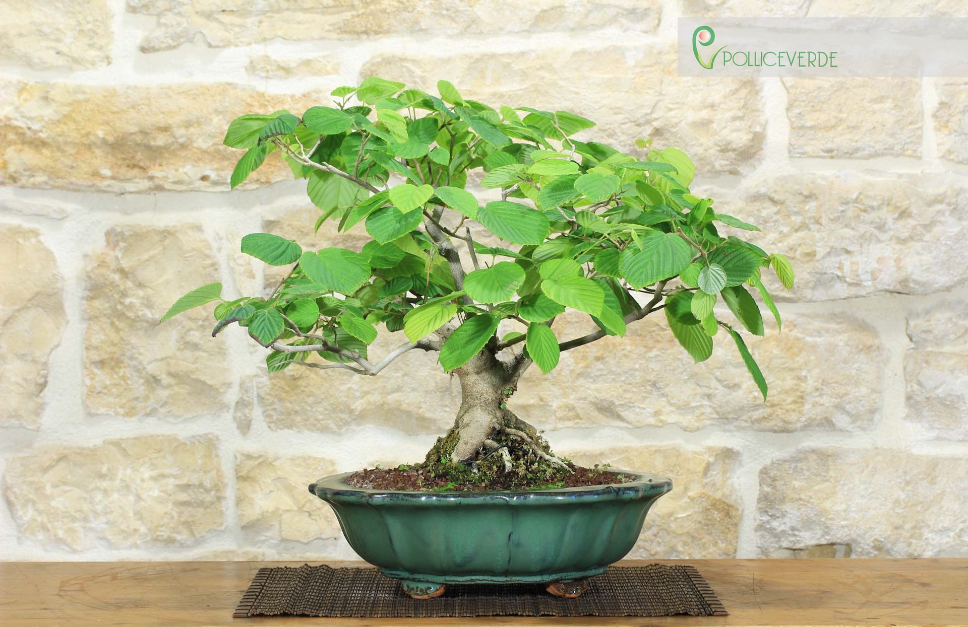 Corylopsis Spicata Bonsai - Faux Noisetier (1)
