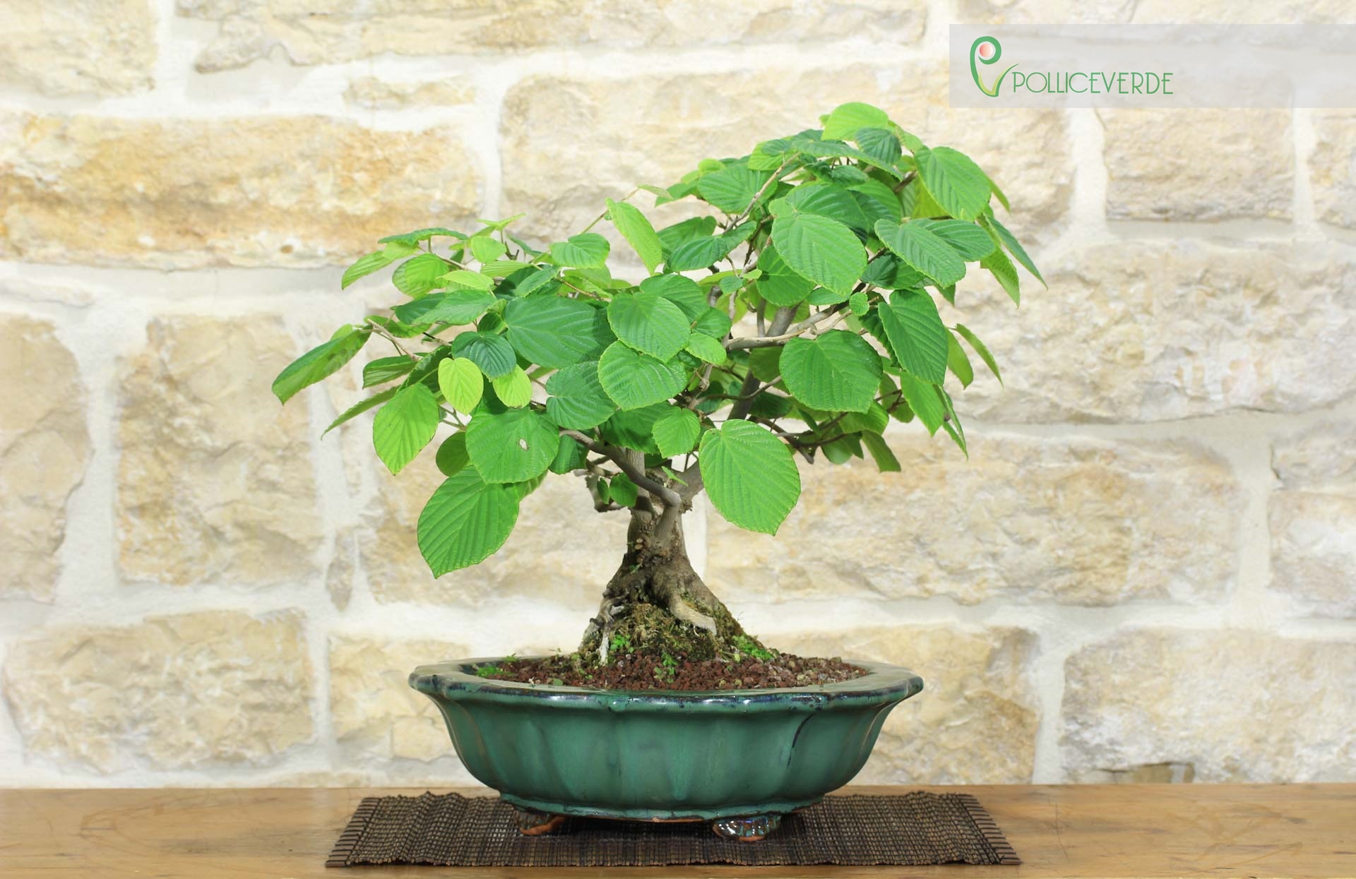 Corylopsis Spicata Bonsai - Faux Noisetier (1)