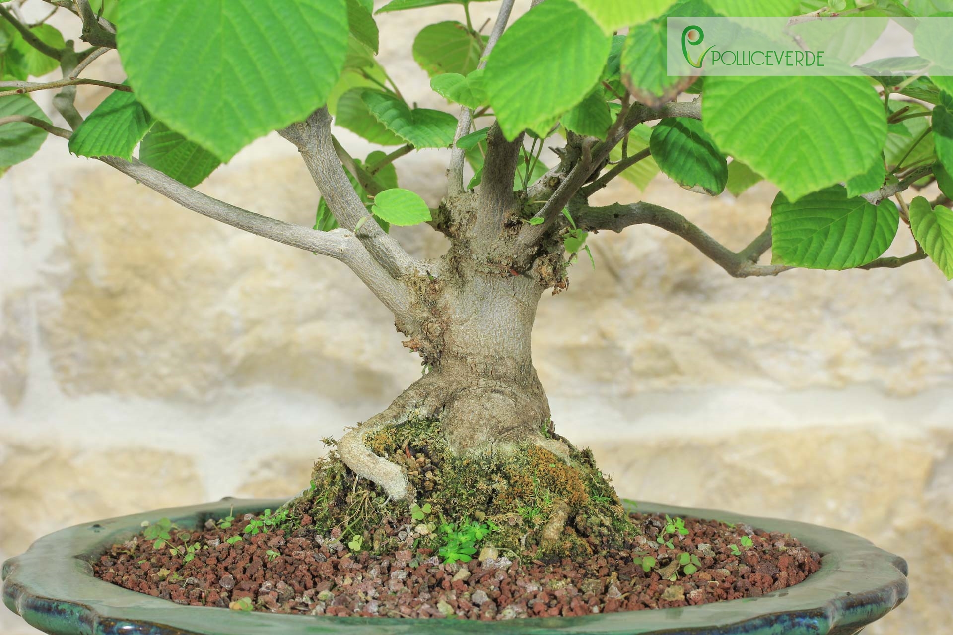 Corylopsis Spicata Bonsai - Faux Noisetier (1)