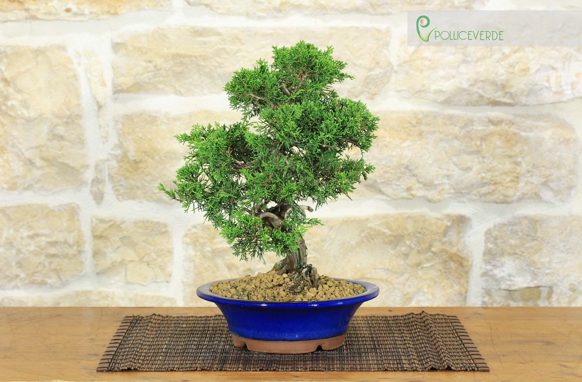 Bonsai di Ginepro Itoigawa (113) | eBay