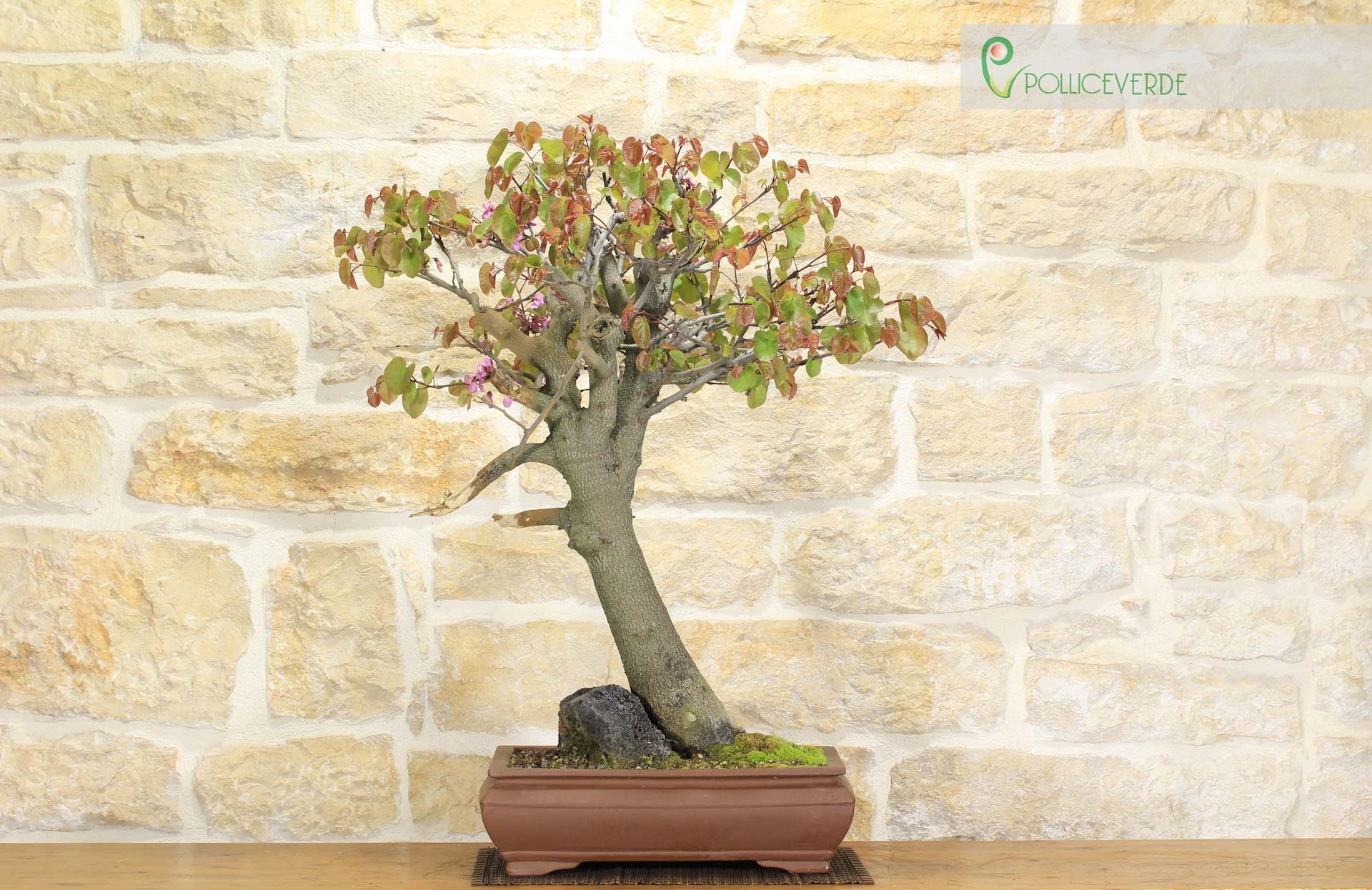 Bonsaï Cercis - Arbre de Judée (62)