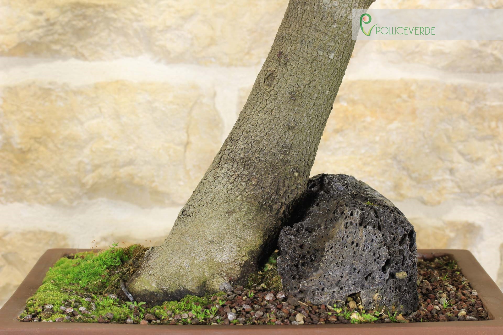 Bonsaï Cercis - Arbre de Judée (62)