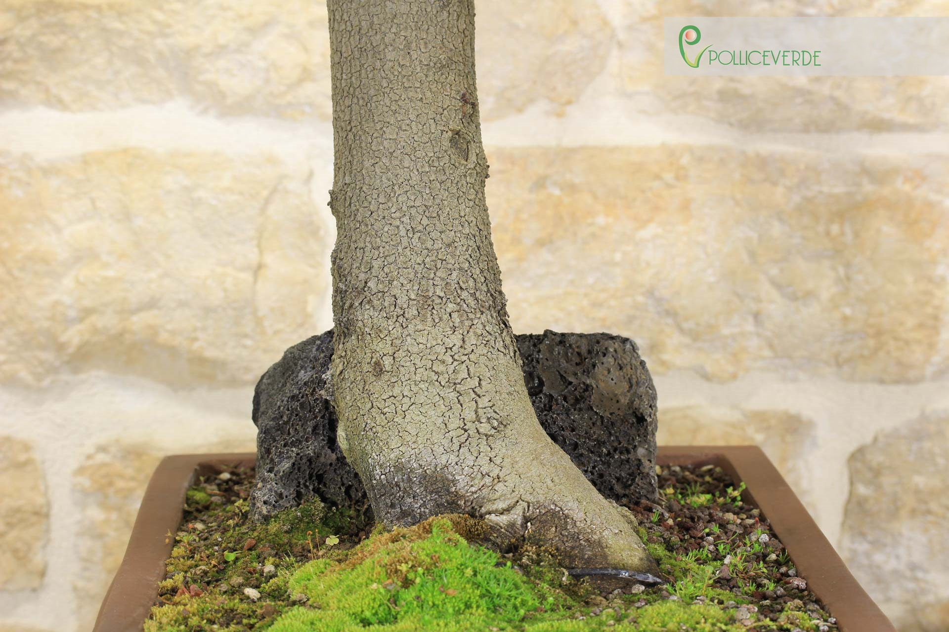 Bonsaï Cercis - Arbre de Judée (62)