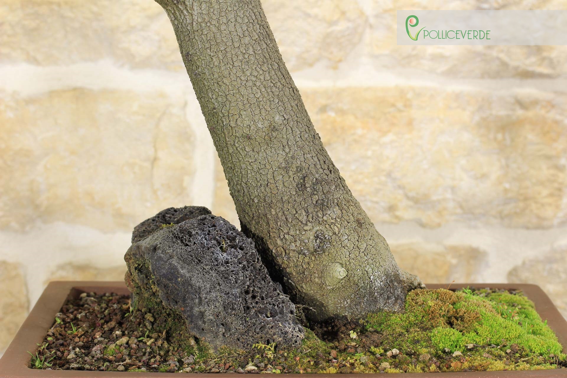 Bonsaï Cercis - Arbre de Judée (62)