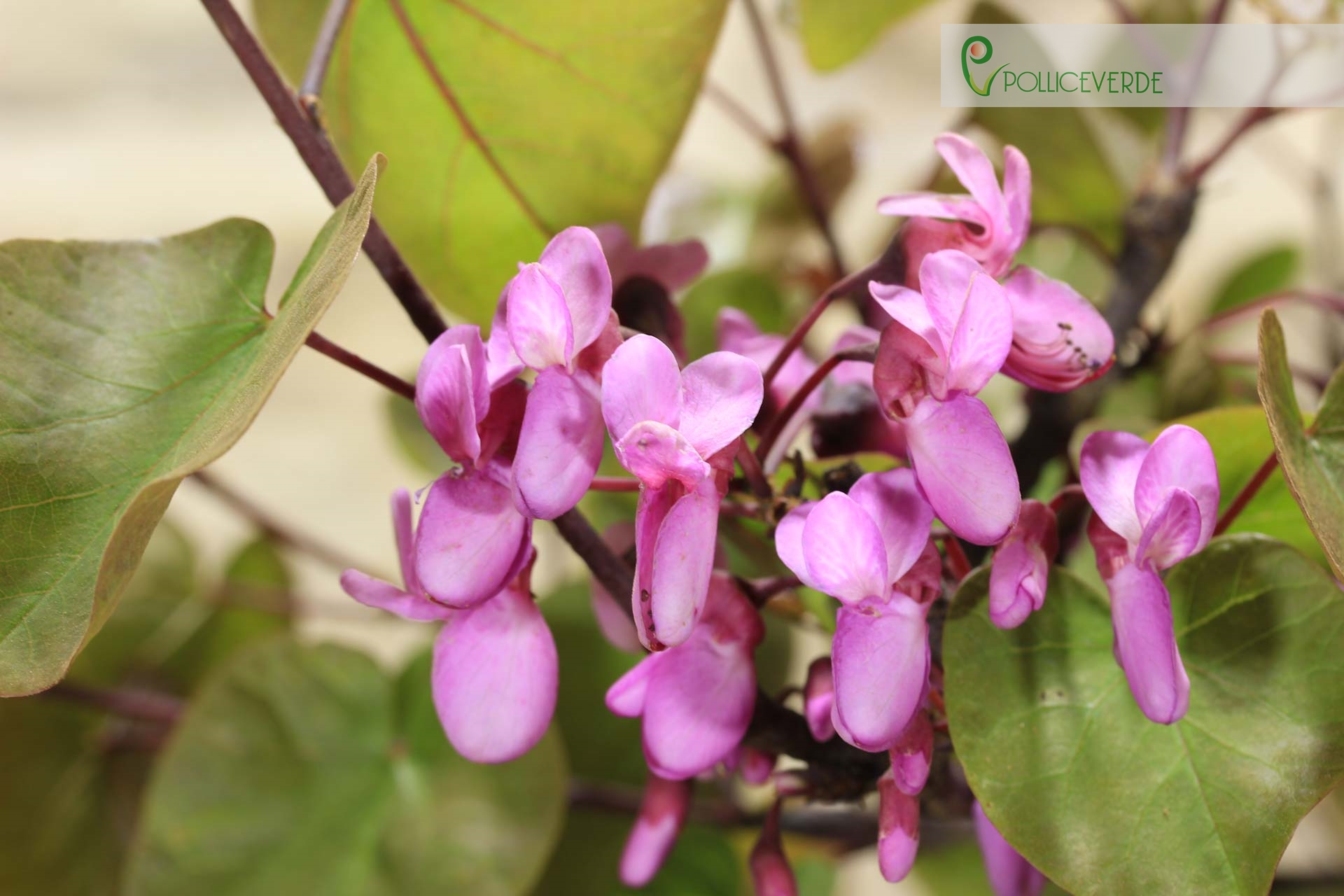 Bonsaï Cercis - Arbre de Judée (62)