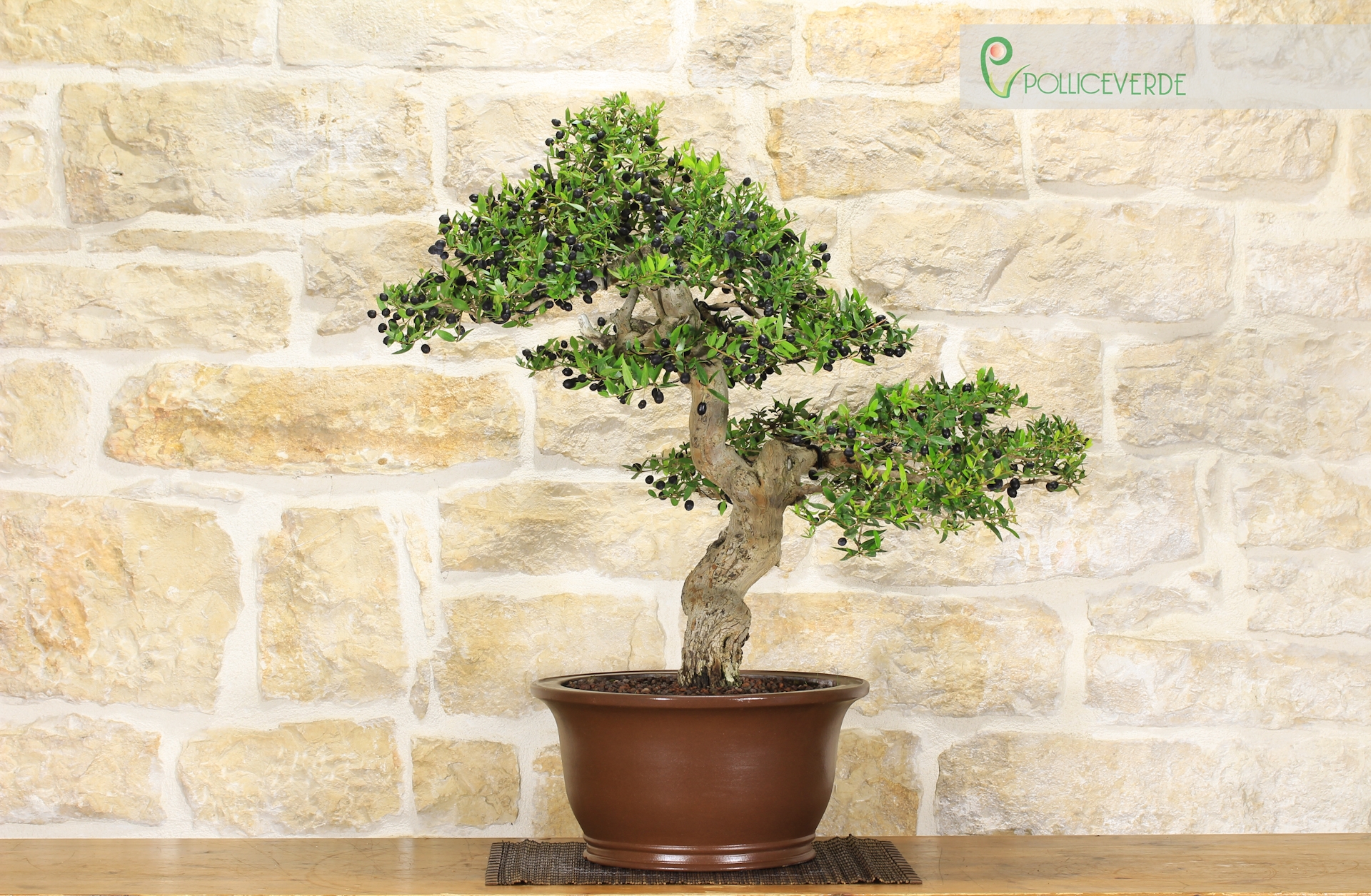 Bonsai di Mirto Pumila (25) | eBay.de