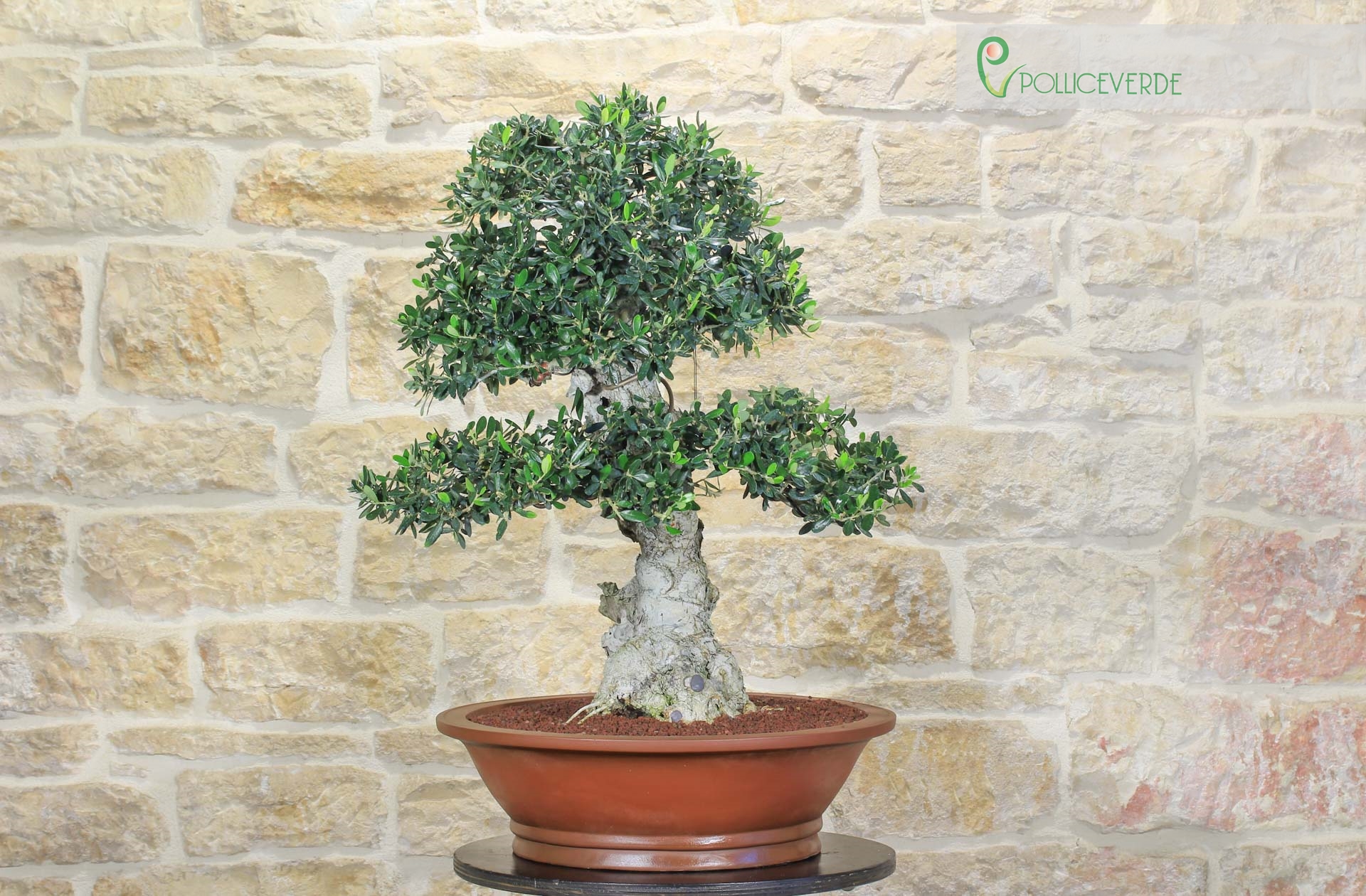 Bonsai di Olivo (159) | eBay