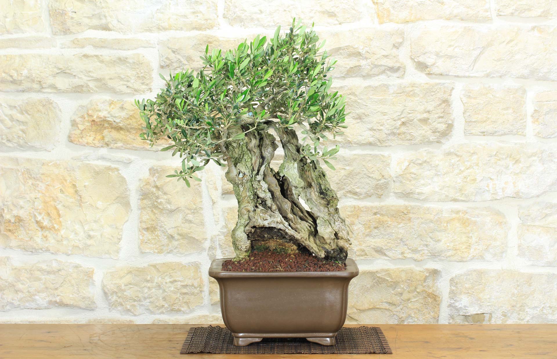 Bonsa&iuml; Olivier (173)