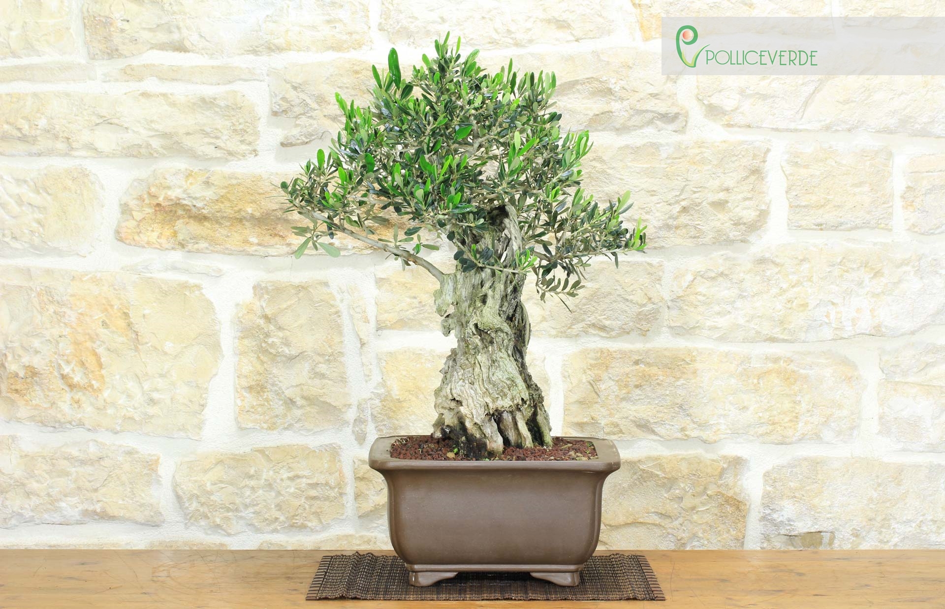 Bonsa&iuml; Olivier (173)