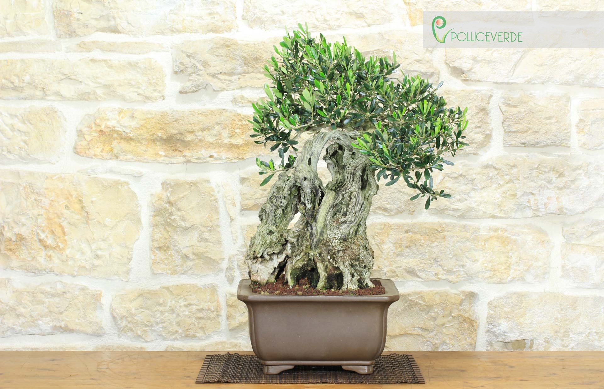 Bonsa&iuml; Olivier (173)