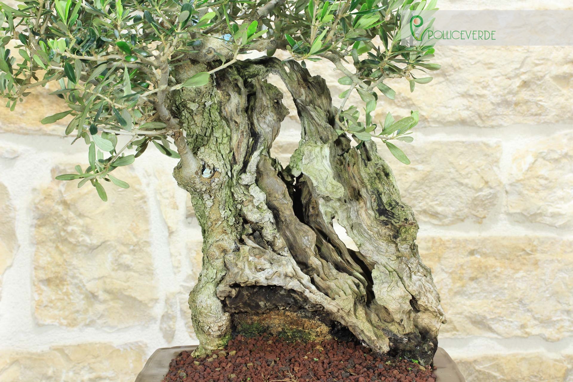 Bonsa&iuml; Olivier (173)