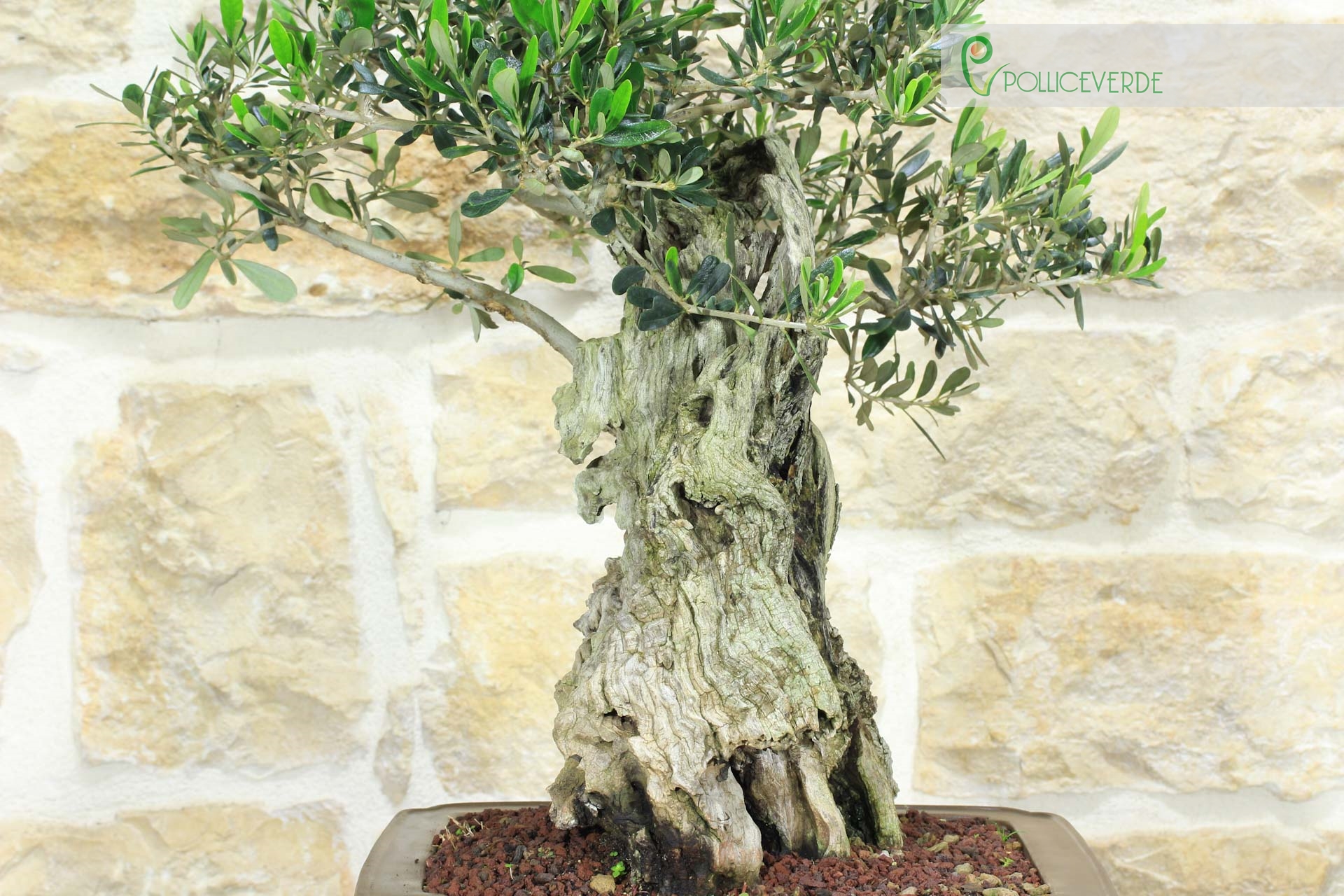 Bonsa&iuml; Olivier (173)