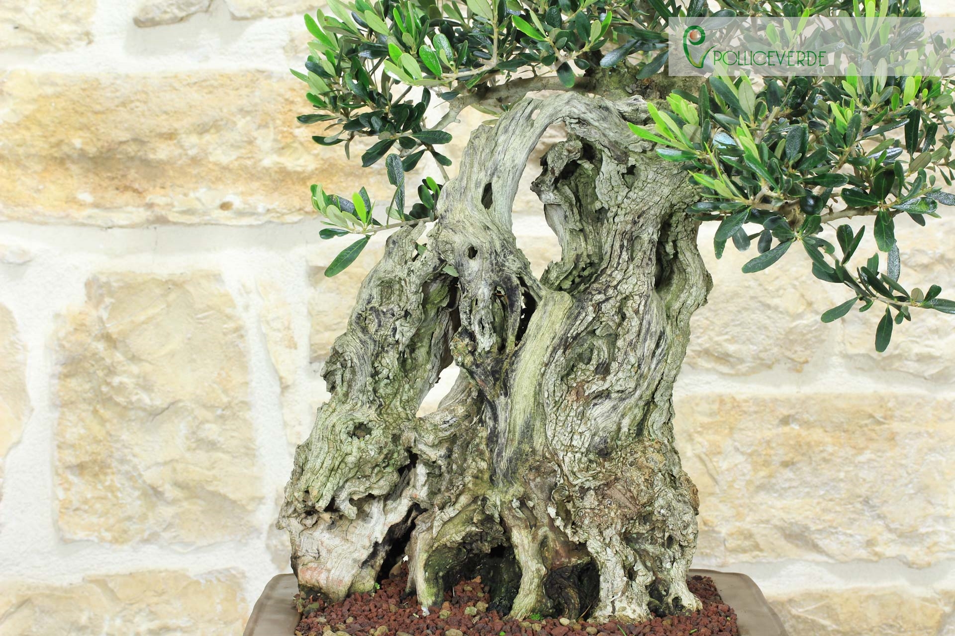 Bonsa&iuml; Olivier (173)