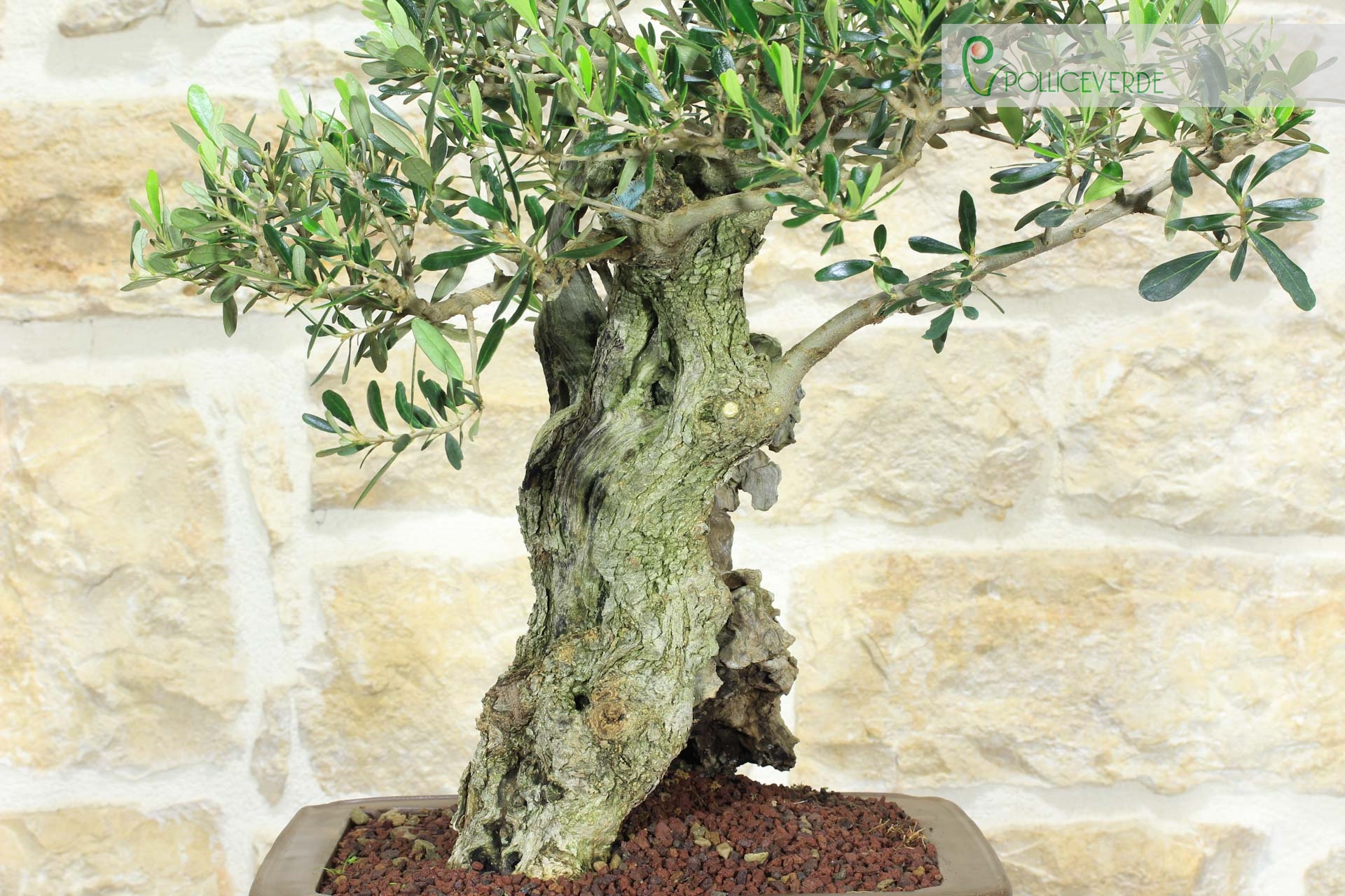 Bonsa&iuml; Olivier (173)