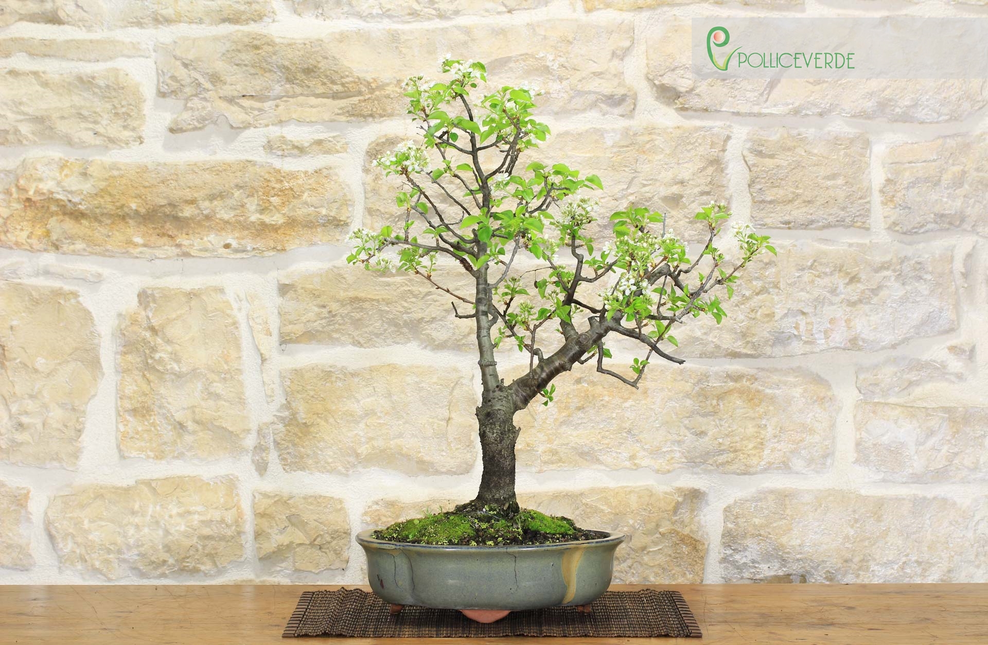 Bonsai di Ciliegio Selvatico (149) | eBay