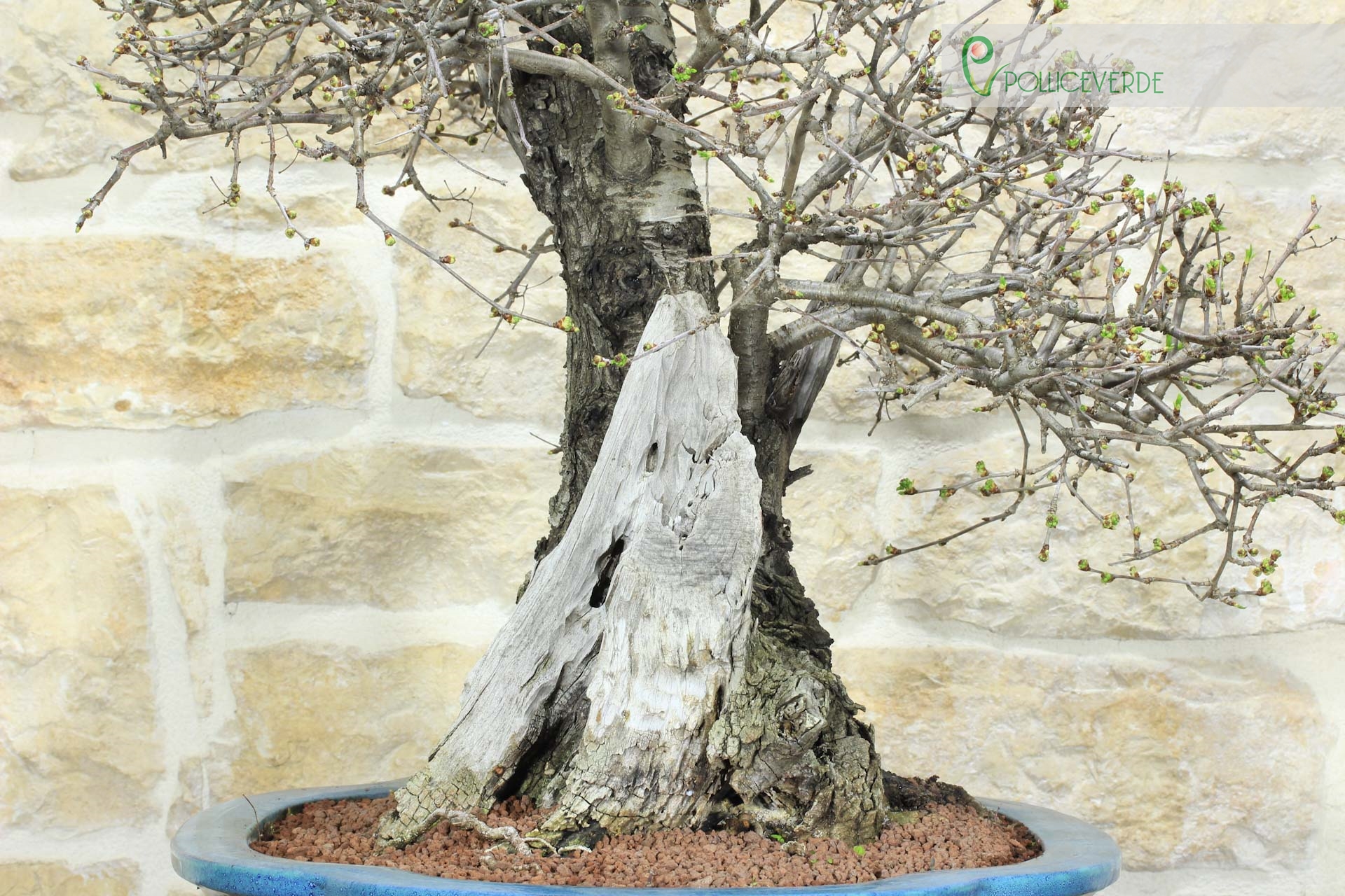 Bonsai di Ciliegio Selvatico (164) | eBay