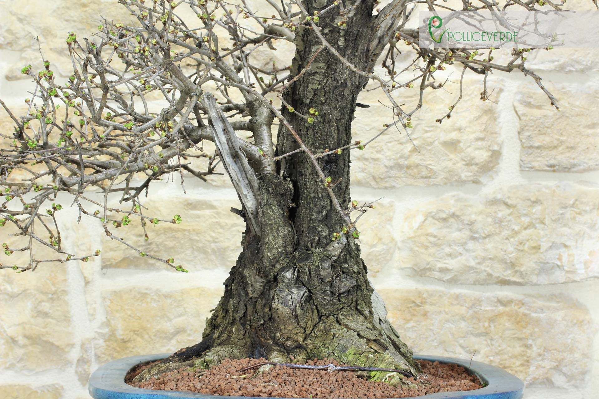 Bonsai di Ciliegio Selvatico (164) | eBay
