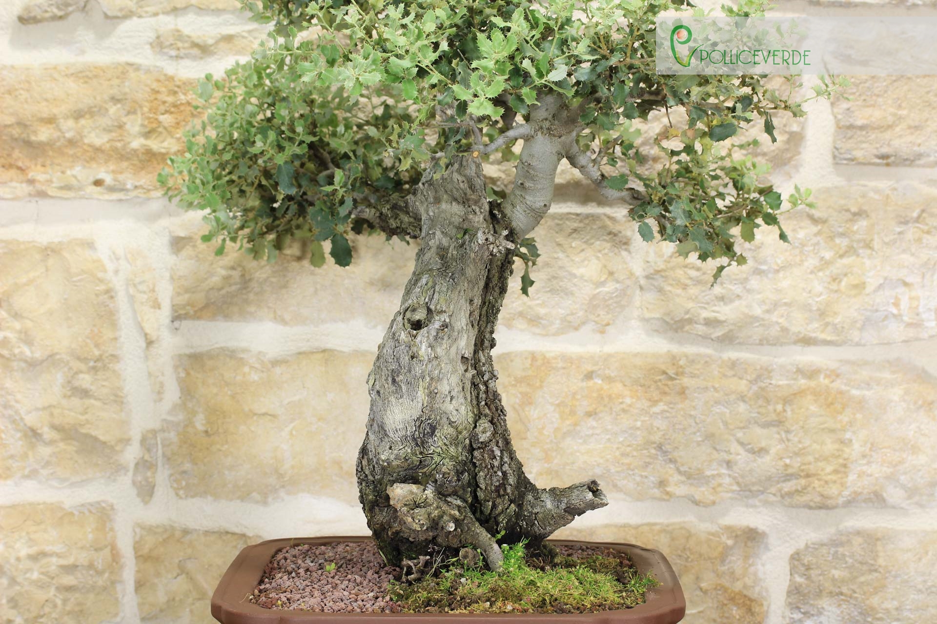 Bonsai di Quercia Spinosa (7) | eBay