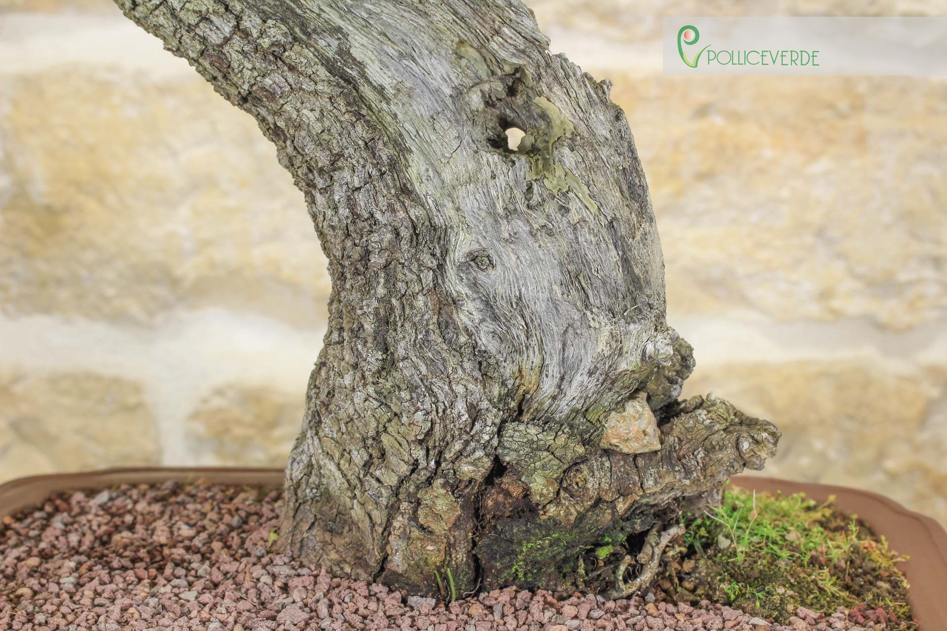 Bonsai di Quercia Spinosa (7) | eBay