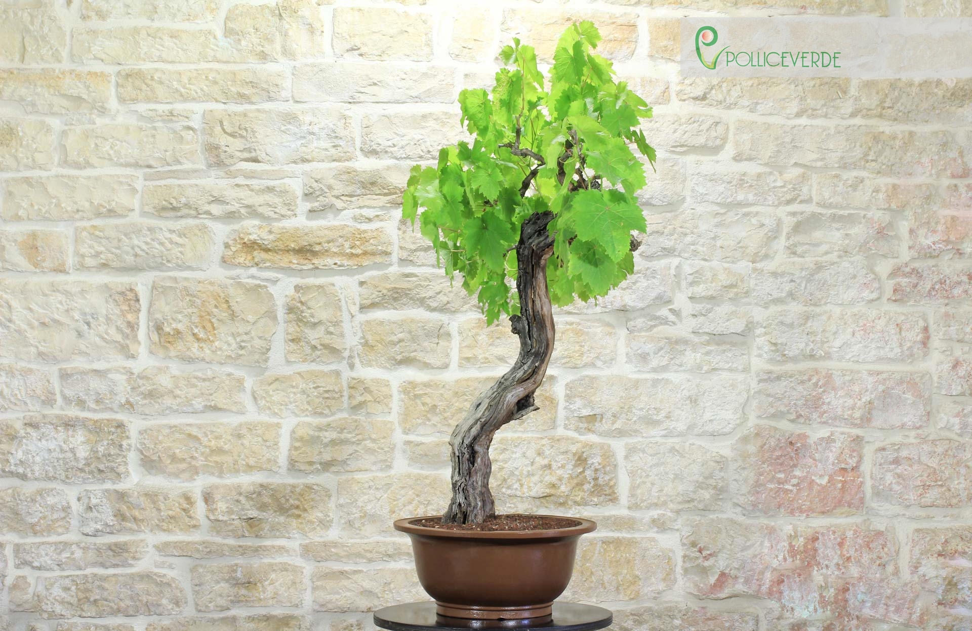juniper bonsai forest Gorgeous Juniper Bonsai main image 1