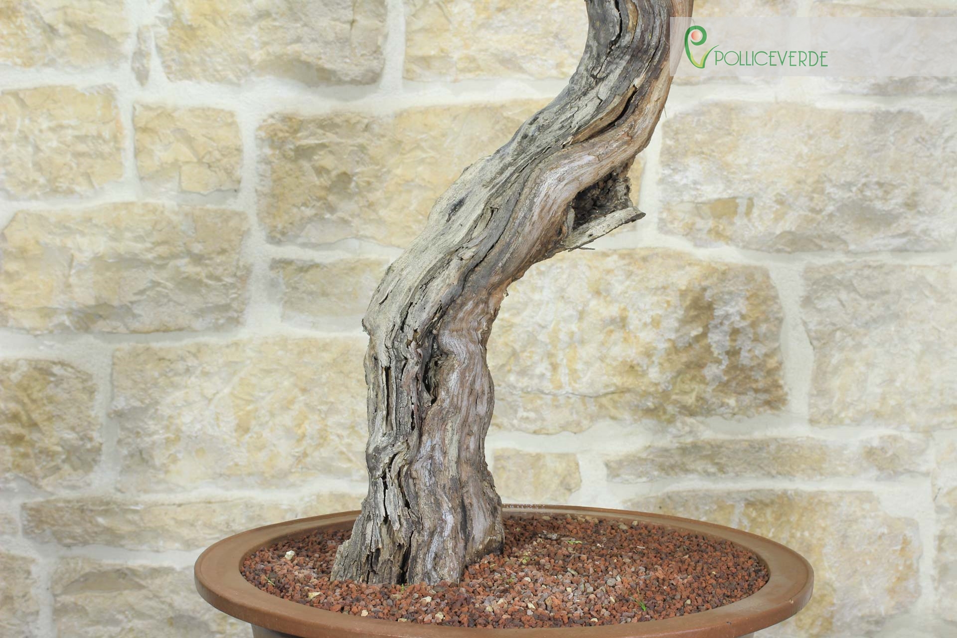 Bonsai di Vite (60) | eBay.de