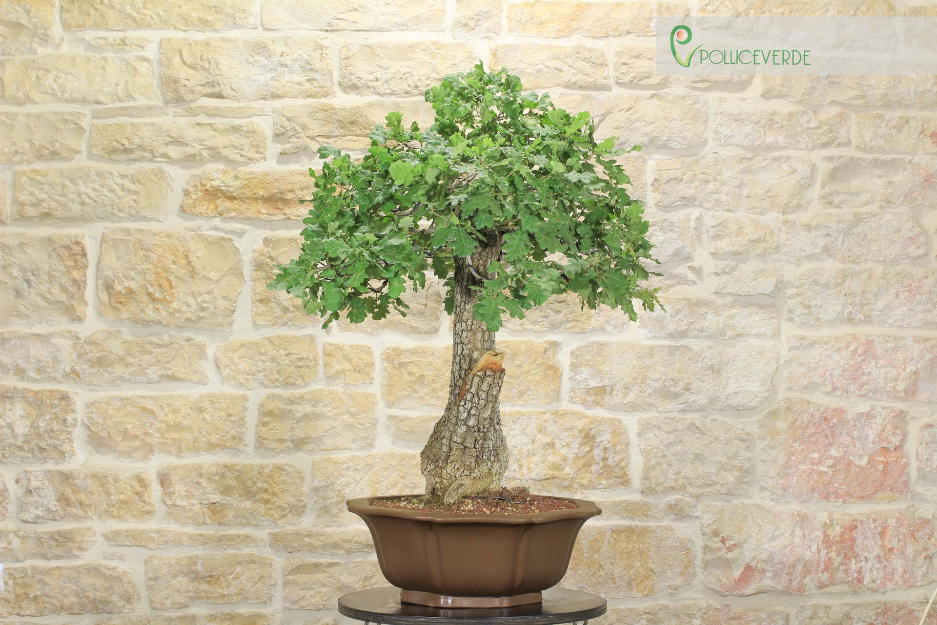 Bonsai Yamadori di Quercia Roverella (1) | eBay.de