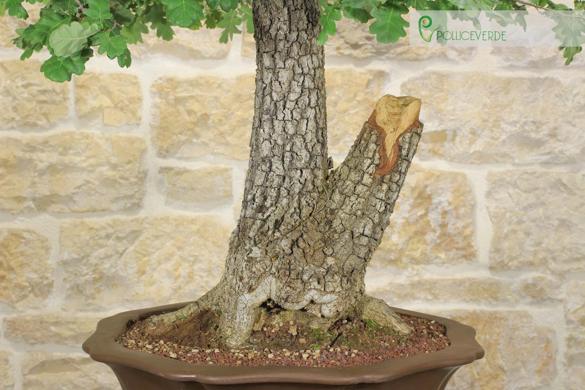 Bonsai Yamadori di Quercia Roverella (1) | eBay.de