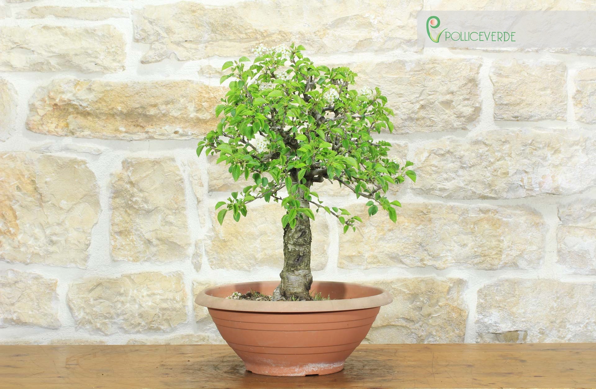 Pre bonsai di Ciliegio Selvatico (3)