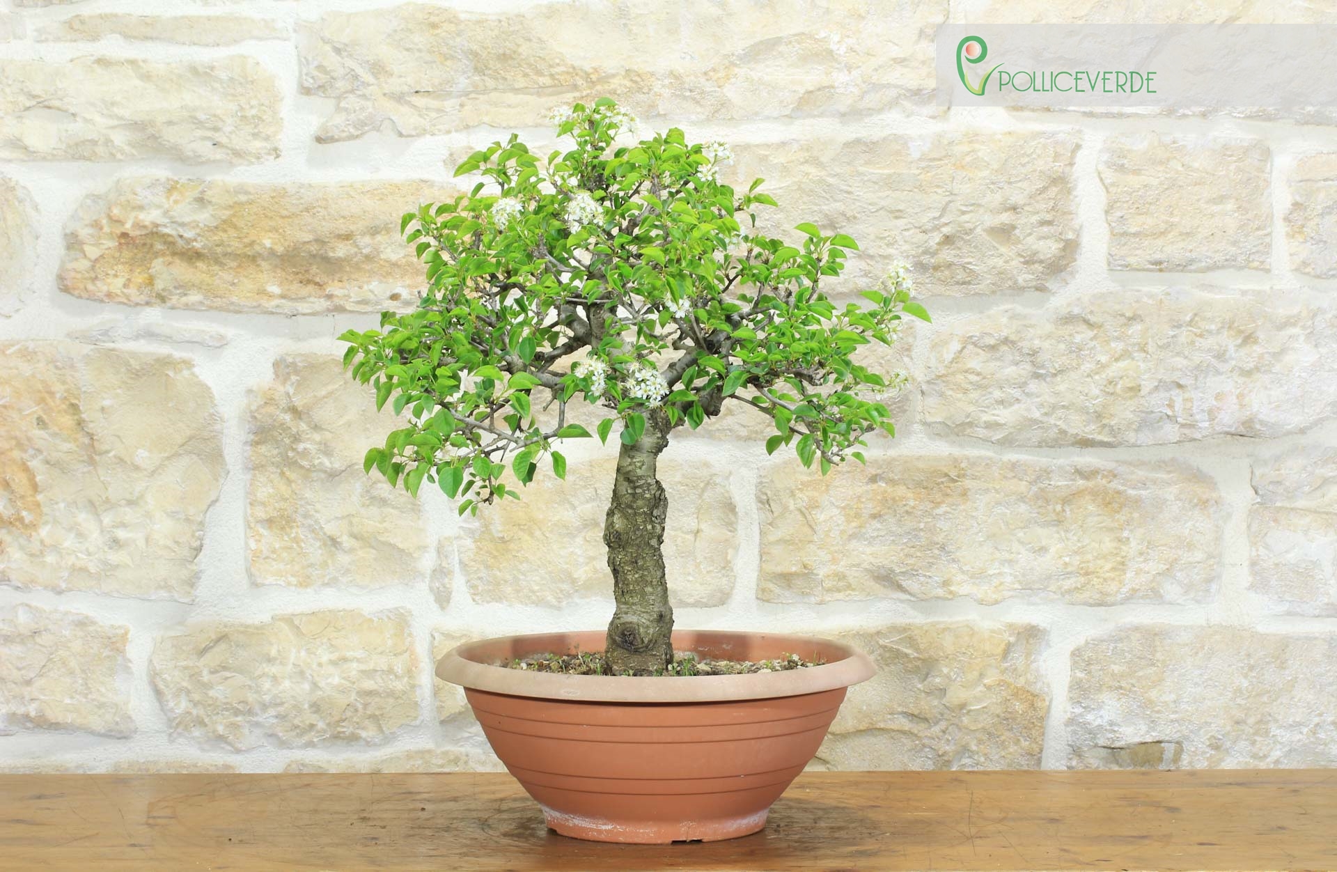 Pre bonsai di Ciliegio Selvatico (3)