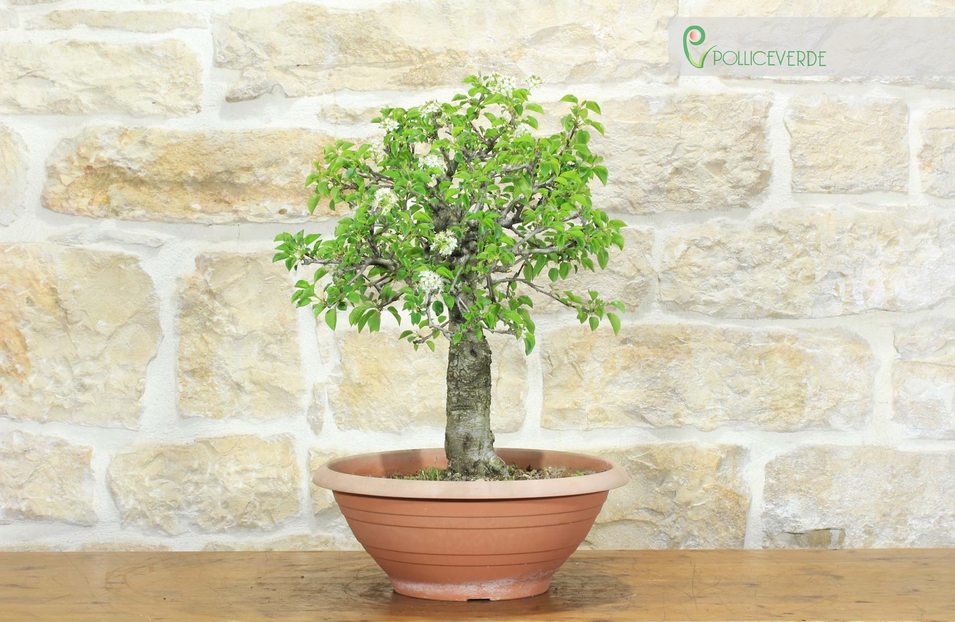 Pre bonsai di Ciliegio Selvatico (3)