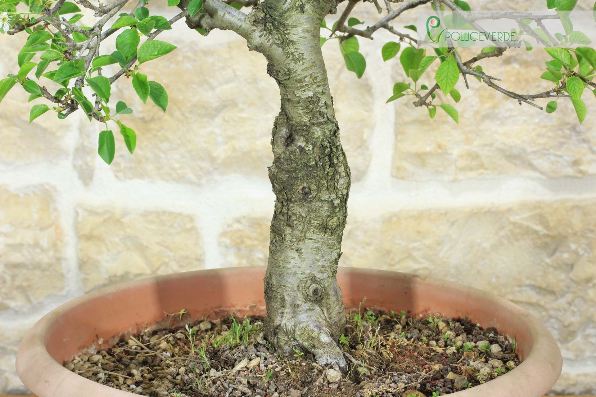 Pre bonsai di Ciliegio Selvatico (3)