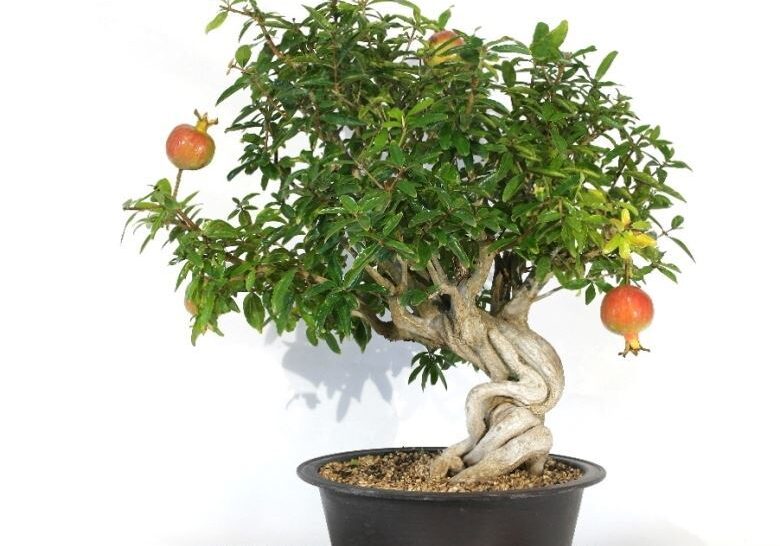 0014039_bonsai-di-melograno-giapponese-6
